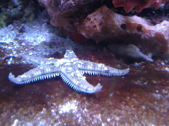 corals inverts - astropecten polycanthus - sand sifting sea star stocking in 55 gallons tank - Sand Sifting Star & stupid red slime algae