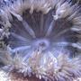 corals inverts - epicystis crucifer - rock flower anemone stocking in 55 gallons tank - Rock Flower Anemone