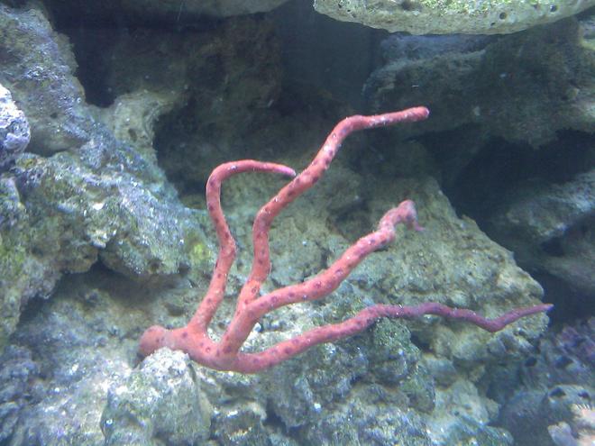 corals inverts - gorgonia sp. - red sea fan stocking in 55 gallons tank - Red Gorgonia