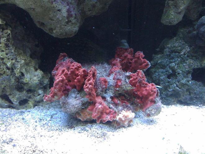 corals inverts - spondylus - spiny oyster stocking in 55 gallons tank - Spiney Oyster