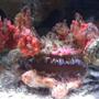 corals inverts - spondylus - spiny oyster stocking in 55 gallons tank - Spiney Oyster Open