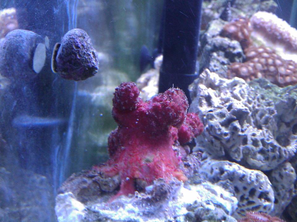corals inverts - nephthyigorgia sp. - chili cactus coral stocking in 55 gallons tank - Chili Coral