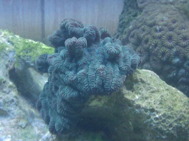 corals inverts - merulina ampliata - merulina coral stocking in 55 gallons tank - Green Murlina