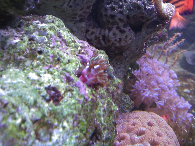 corals inverts - briareum sp. - starburst polyp stocking in 55 gallons tank - purple & green polyps coral