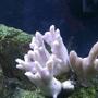 corals inverts - acropora millepora stocking in 55 gallons tank - Light Purple Millapora
