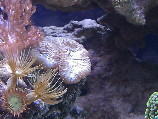 corals inverts - favites sp. - brain coral stocking in 55 gallons tank - Favia on colony rock