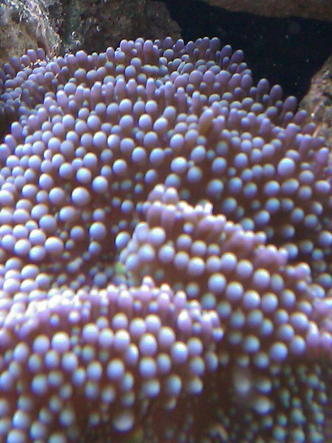 corals inverts - ricordea florida - ricordea mushroom, blue/green (caribbean) stocking in 55 gallons tank - Blue Ricordea