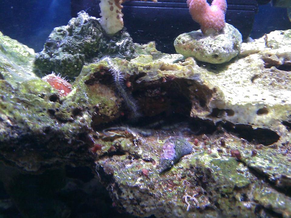 corals inverts - ophiothrix sp. - brittle sea star stocking in 55 gallons tank - brittle star