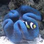 corals inverts - stichodactyla haddoni - haddon's carpet anemone, blue stocking in 55 gallons tank - Blue Carpet Anemone