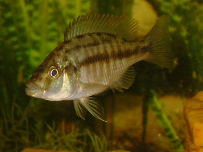 freshwater fish - dimidiochromis compressiceps - compressiceps cichlid stocking in 55 gallons tank - Dimidiochromis compressiceps ~ (Malawi Eye Biter). My favorite fish, James Bond even though I think she is a female!  That's ok with me!  ~