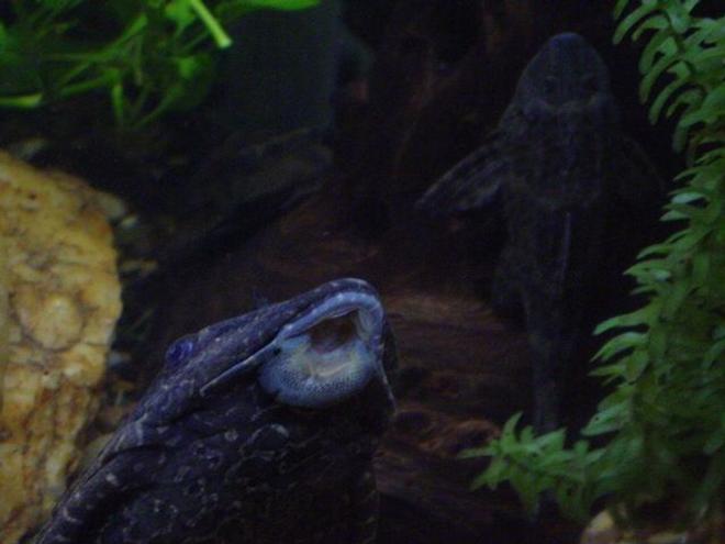 freshwater fish - glyptoperichthys gibbiceps - sailfin pleco (l-83) stocking in 55 gallons tank - Two common plecos doing what they do best ~ "Phil" and a youngster ~