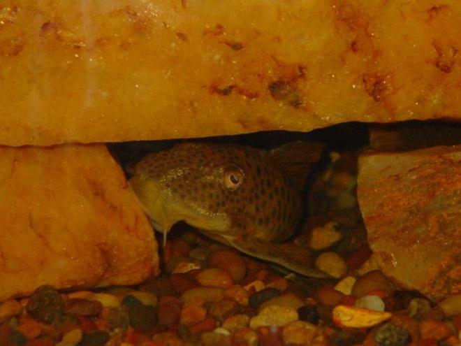 freshwater fish - pleco ancistomus big spot l163 stocking in 55 gallons tank - My L163 Cobra ~  Cookie Dough, the boys named her, it fits just fine~