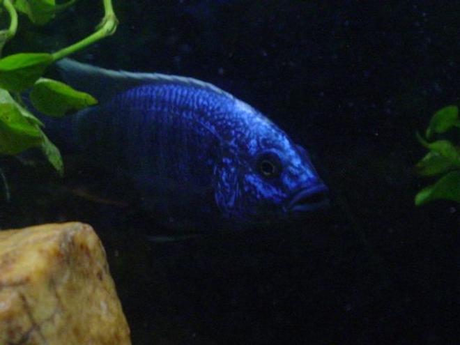 freshwater fish - sciaenochromis ahli - electric blue cichlid stocking in 55 gallons tank - Electric Blue Ahli in the shadows ~  Beebee is out after dark, ready for trouble, lookin' for food  ~