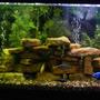 55 gallons freshwater fish tank (mostly fish and non-living decorations) - A little clearer pic of my 55 gallon! Definately a work in progress, so fun to experiment! Thank you for your vote and advice! Namaste ~