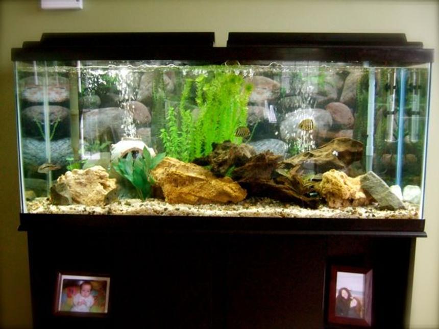 Rated #1052: 55 Gallons Freshwater Fish Tank - My Fish Tank any help would be appreciated, I am new to this