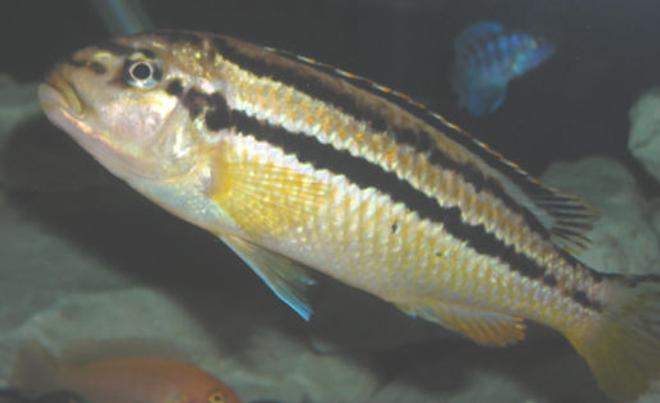 freshwater fish - melanochromis auratus - auratus cichlid stocking in 55 gallons tank - Melanochromis auratus  Adult Female.