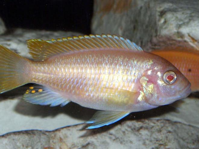 freshwater fish - aulonocara sp. - albino peacock cichlid stocking in 55 gallons tank - Albino peacock cichlid.