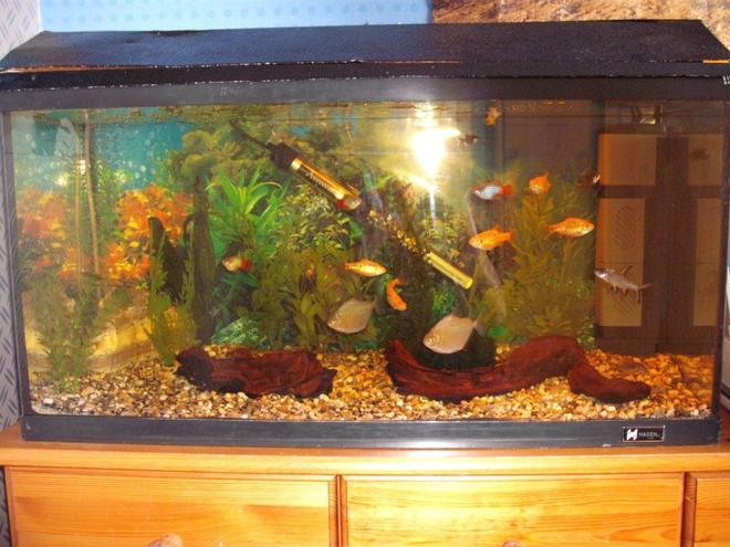 freshwater fish tank (mostly fish and non-living decorations) - This is a picture of my tropical fish tank. It's a 19.45 (UK Gallon). It houses 2 Silver Dollars, 1 Bala Shark, 1 Killi Fish, 1 BrittleNose Plec, 1 Common Plec, 5 Golden Barbs, 3 Platties and 2 Bronze Cory's.