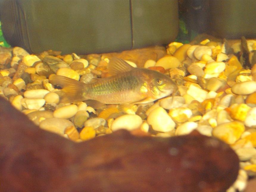 Rated #252: Freshwater Fish - Corydoras Aeneus - Bronze Cory - This is a picture one of my two Bronze cory's. I have had it for about 6 months now.