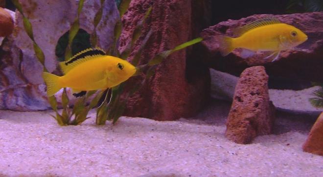 freshwater fish - labidochromis caeruleus - electric yellow cichlid stocking in 55 gallons tank - Male and Female Electric Yellow Labs