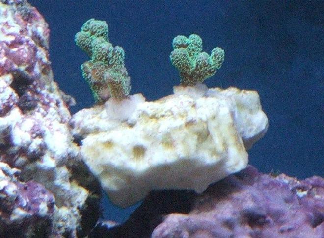 corals inverts - seriatopora guttatus - orange guttatus birdsnest coral stocking in 58 gallons tank - Neon green birdsnest