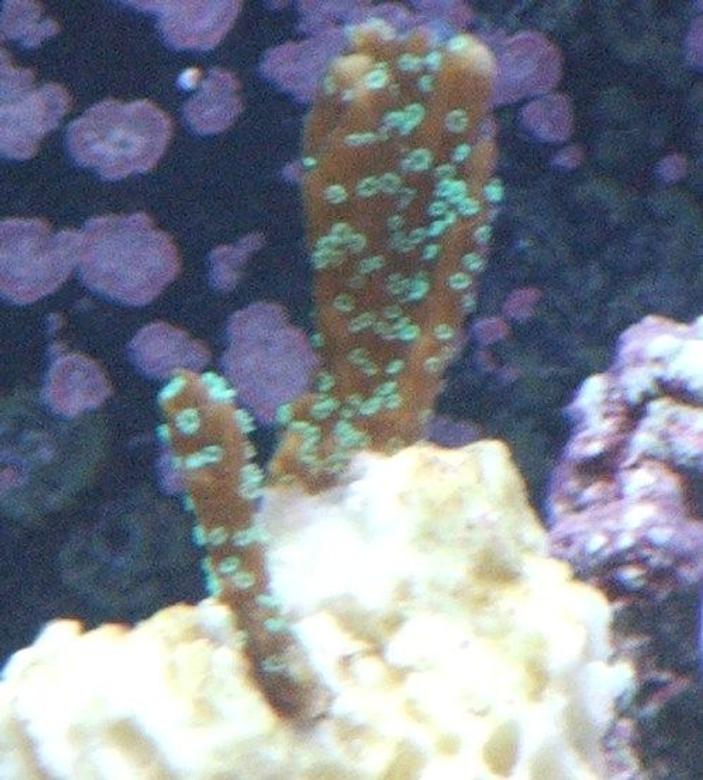 corals inverts - stylophora pistillata - green stylophora stocking in 58 gallons tank - Some kind of stylophora maybe?
