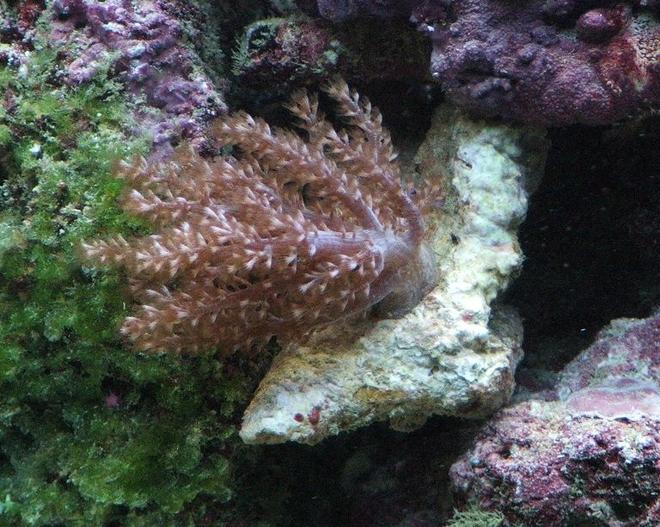 corals inverts - capnella sp. - kenya tree coral stocking in 58 gallons tank - Kenyi Tree