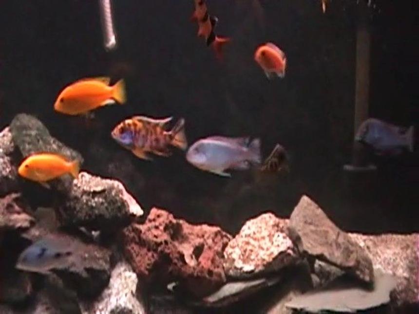Rated #1606: Freshwater Fish - Aulonocara Nyassae Var. - Peacock Cichlid, Orange Blossom Stocking In 120 Gallons Tank - Another close up...

2 Yellow Lab
2 Blue Dolphin
1 OB Peacock
1 Powder Blue
1 Red Zebra
1 Nimbochromis Venustus
1 Clown Loach