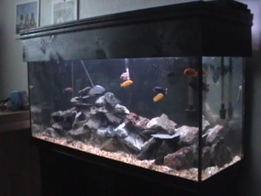Rated #2214: 120 Gallons Freshwater Fish Tank - 120 Gallons