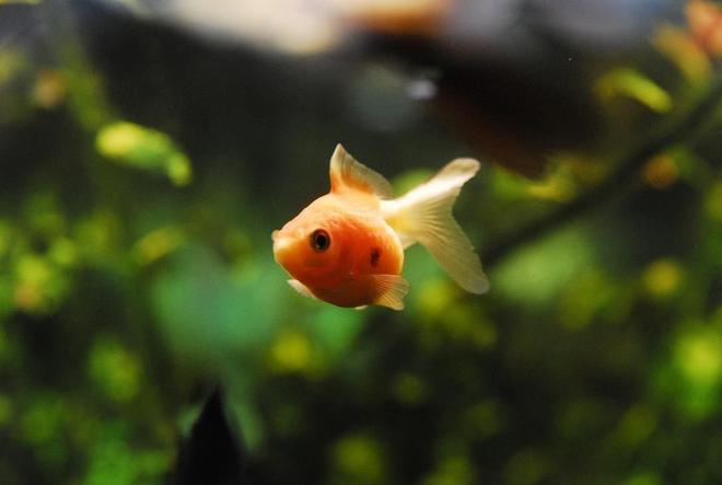 freshwater fish - carassius auratus - crown pearlscale goldfish stocking in 55 gallons tank - 1" Pearlscale Goldfish