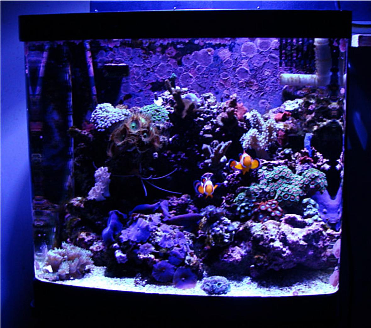14 gallons reef tank (mostly live coral and fish) - My First Reef Tank ( 10 Month Old Bio-Cube 14 )