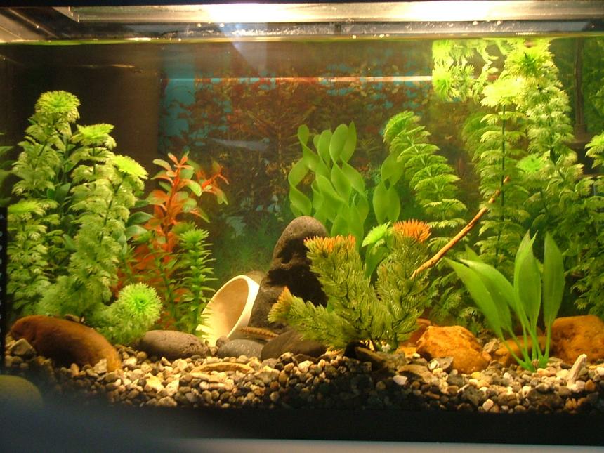 Rated #180: 10 Gallons Planted Tank - My 10 gal tank containing 6 neon tetras, 1 dwarf gourami and 2 chinease algea eaters. 

There is one flower pot and 10 plants.

I got all the gravel and rocks from outside my house. ( had to cook them ) (: