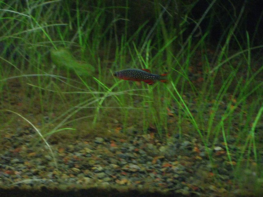 Rated #716: Freshwater Fish - Celestichthys Margaritatus - Celestial Pearl Danio Stocking In 24 Gallons Tank - Celestichthys Margaritatus also known as celestial pearl danio or galaxy rasbora.