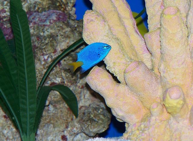 saltwater fish - chrysiptera parasema - yellowtail damselfish stocking in 50 gallons tank - New damsel making himself at home