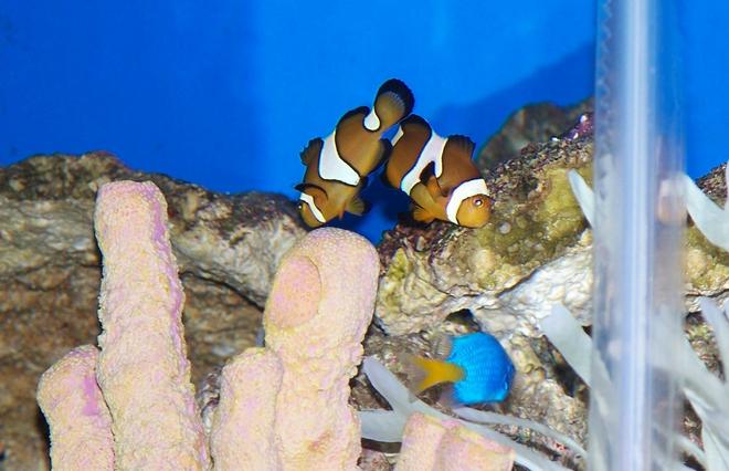 saltwater fish - amphiprion percula - true percula clownfish stocking in 50 gallons tank - My clowns keeping an eye on their new neighbor.