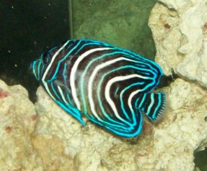 saltwater fish - pomacanthus semicirculatus - koran angelfish stocking in 55 gallons tank - Koran Angelfish starting to change
New2hobby