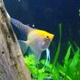 freshwater fish - pterophyllum sp. - gold veil angel stocking in 55 gallons tank - Angel Fish