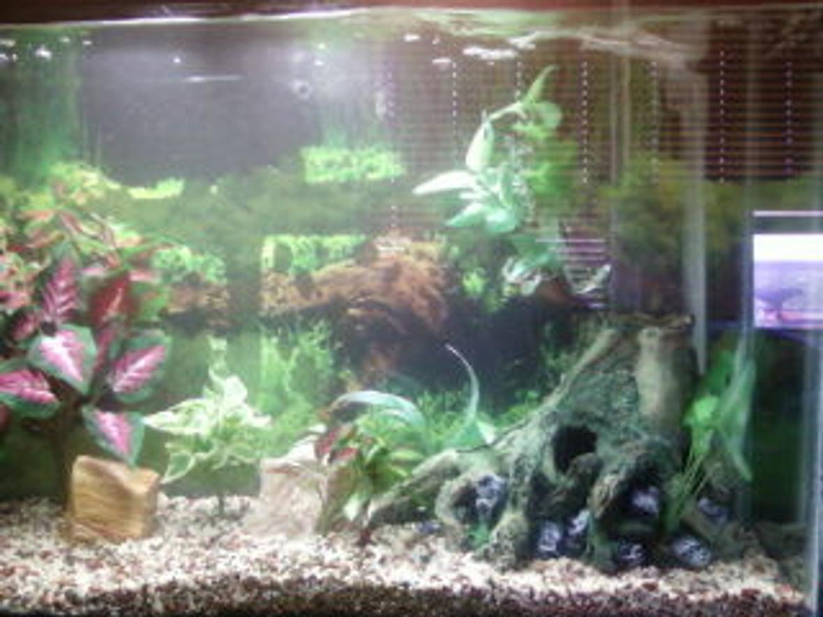 fish tank picture - 65 Gallon Tall Tank - just upgraded from a 20 gallon. Still working on this, for now there are fake plants in it but I would like to upgrade to live plants eventually. :)