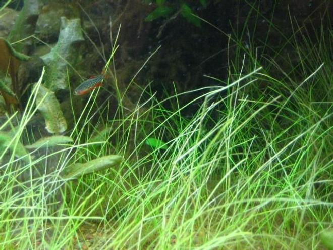 freshwater fish - celestichthys margaritatus - celestial pearl danio stocking in 24 gallons tank - more of my galaxy danios