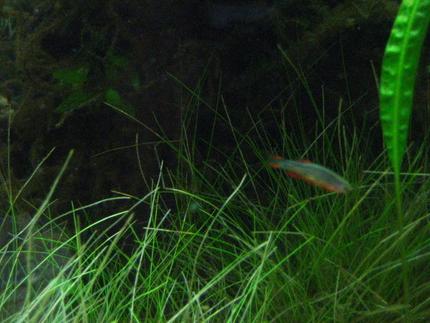 freshwater fish - celestichthys margaritatus - celestial pearl danio stocking in 24 gallons tank - galaxy danio
