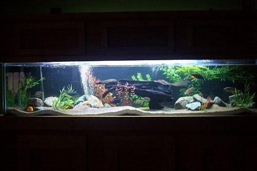 Rated #30: 100 Gallons Freshwater Fish Tank - night view- 100 gallon  african cichlid tank