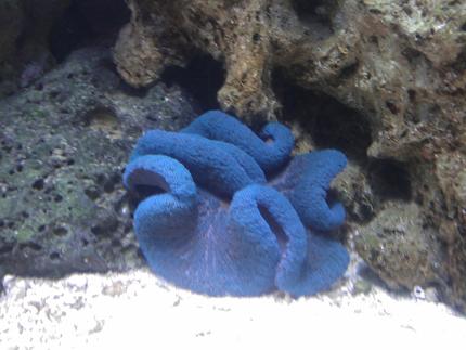 corals inverts - stichodactyla haddoni - haddon's carpet anemone, blue stocking in 55 gallons tank - Blue Carpet