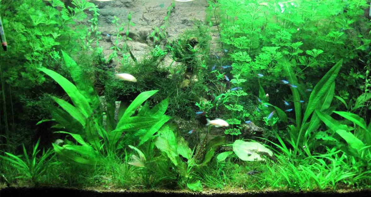 220 gallons planted tank (mostly live plants and fish) - 3 Mth Since Planting. 4ft Aqua Nova Tank. Approx 220Lt 3x Fluro tube lighting. 10 Hrs daily. 300 Watt Heater (Aqua One) Eheim 1500 L/Hr Canister Filter Timer Reg CO2 system. 1 Bubble / Sec. Bioball CO2 Reactor (Approx 1000L/Hr) Fine Pebbles / Sand (Bottom Substrate) Professional Substrate (Top layer) 50L water change weekly. Substrate and liquid plant fertilizer added weekly. Cycle treated weekly.