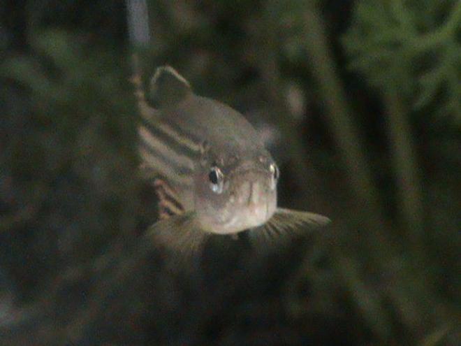freshwater fish - danio rerio - zebra danio stocking in 11 gallons tank - One of my Zebra Danios looking straight at the camera