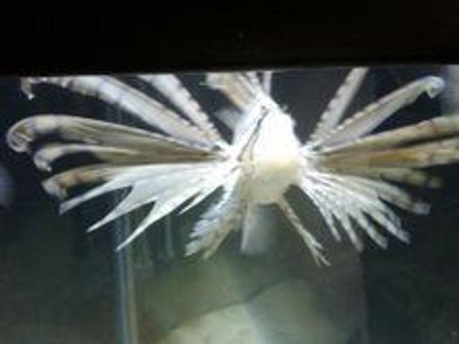 saltwater fish - pterois russelli - russell's lionfish stocking in 110 gallons tank - lionfish