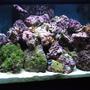 58 gallons reef tank (mostly live coral and fish) - My first reef tank! 58 gallon mixed reef.