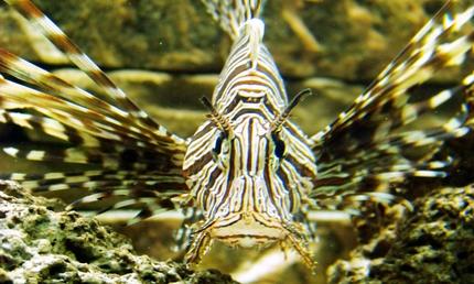 saltwater fish - pterois volitans - volitan lionfish stocking in 120 gallons tank - New Lion