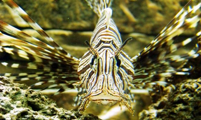 saltwater fish - pterois volitans - volitan lionfish stocking in 120 gallons tank - New Lion