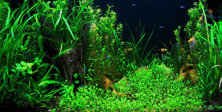 Rated #31: 50 Gallons Planted Tank - Growth.