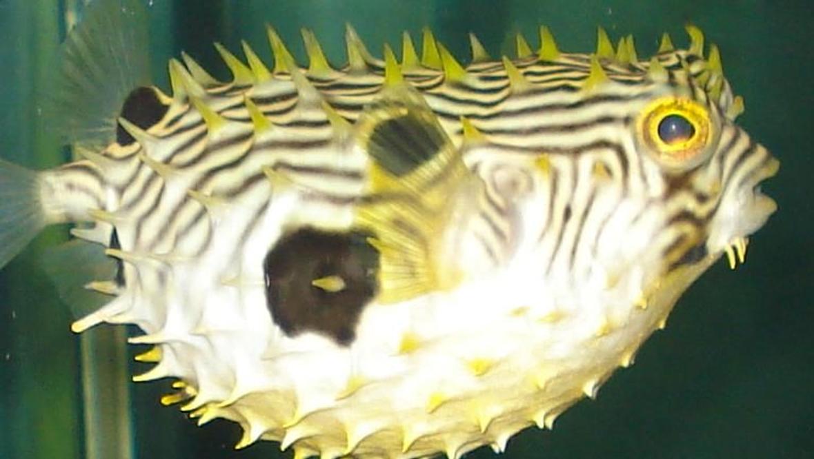 saltwater fish - chilomycterus schoepfi - spiny box puffer stocking in 110 gallons tank - puffer all puffed up